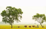 Lạc vào xứ Huế mộng mơ qua những khuôn hình đẹp đến nao lòng